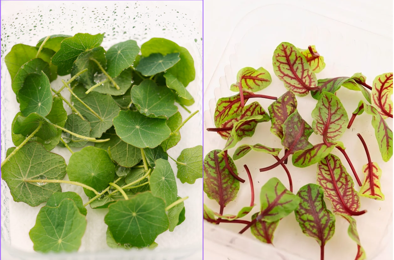 Măcriș si Nasturtium